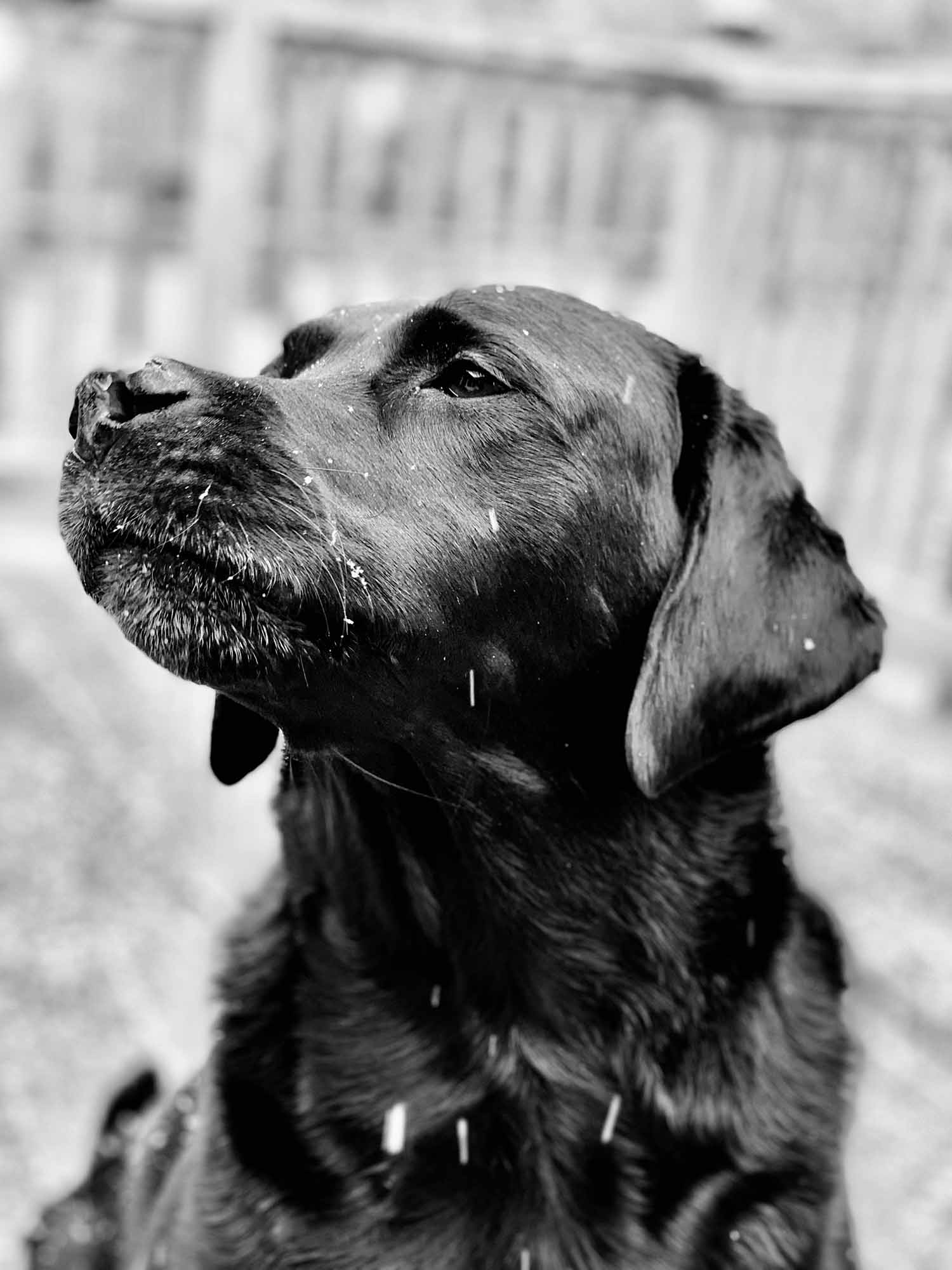 a black dog looking up